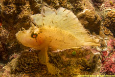 leaf scorpionfish